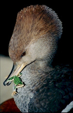 This thumbnail image has not been compressed........Click for uncompressed large view........